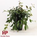 Aeschynanthus marmoratus