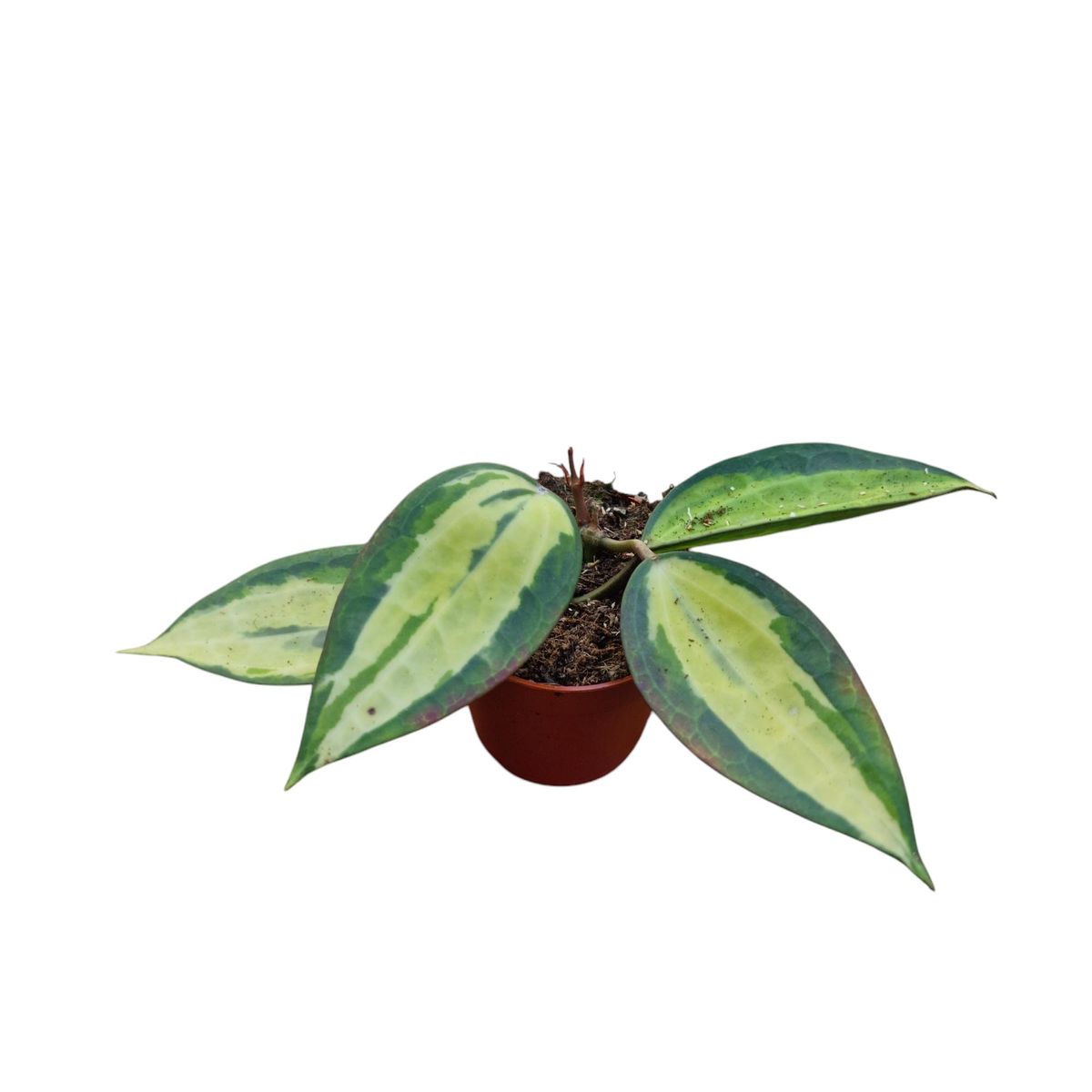 Hoya latifolia 'Pot of Gold' — Рослини оптом FlorAccess