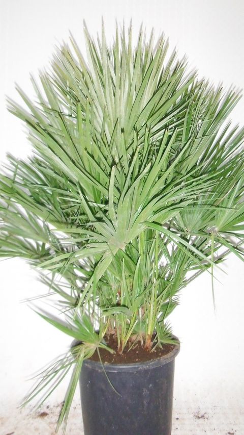 Chamaerops humilis