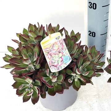 Echeveria pulvinata 'Frosty'