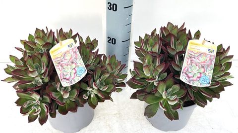 Echeveria pulvinata 'Frosty'