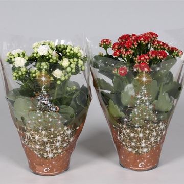 Kalanchoe blossfeldiana CALANDIVA MIX