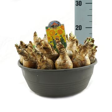 Narcissus 'Ferris Wheel'