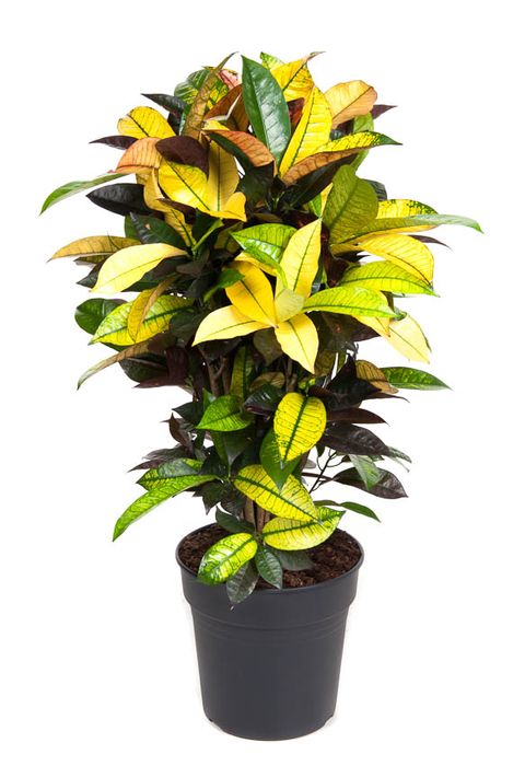 Codiaeum variegatum 'Mrs Iceton'