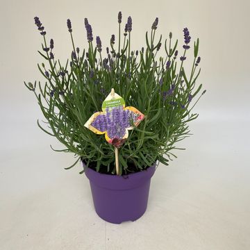 Lavandula angustifolia 'Hidcote'