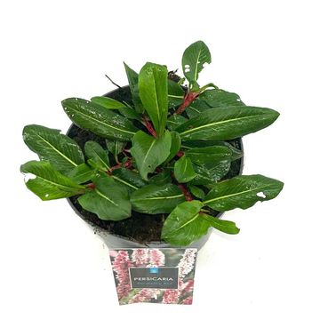 Persicaria affinis 'Darjeeling Red'