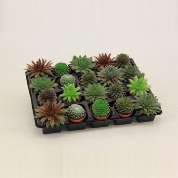 Sempervivum MIX