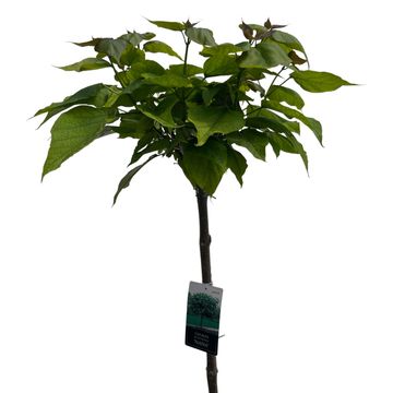 Catalpa bignonioides 'Nana'