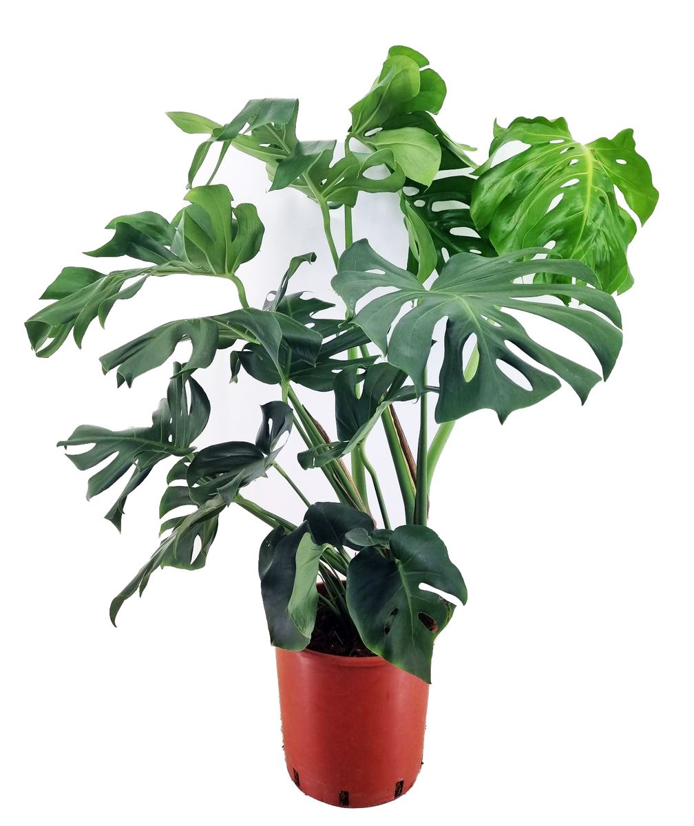 Monstera deliciosa — Plant Wholesale FlorAccess