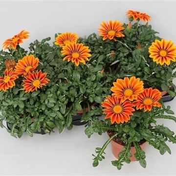 Gazania 'Kiss Golden Yellow'