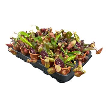 Nepenthes MIX