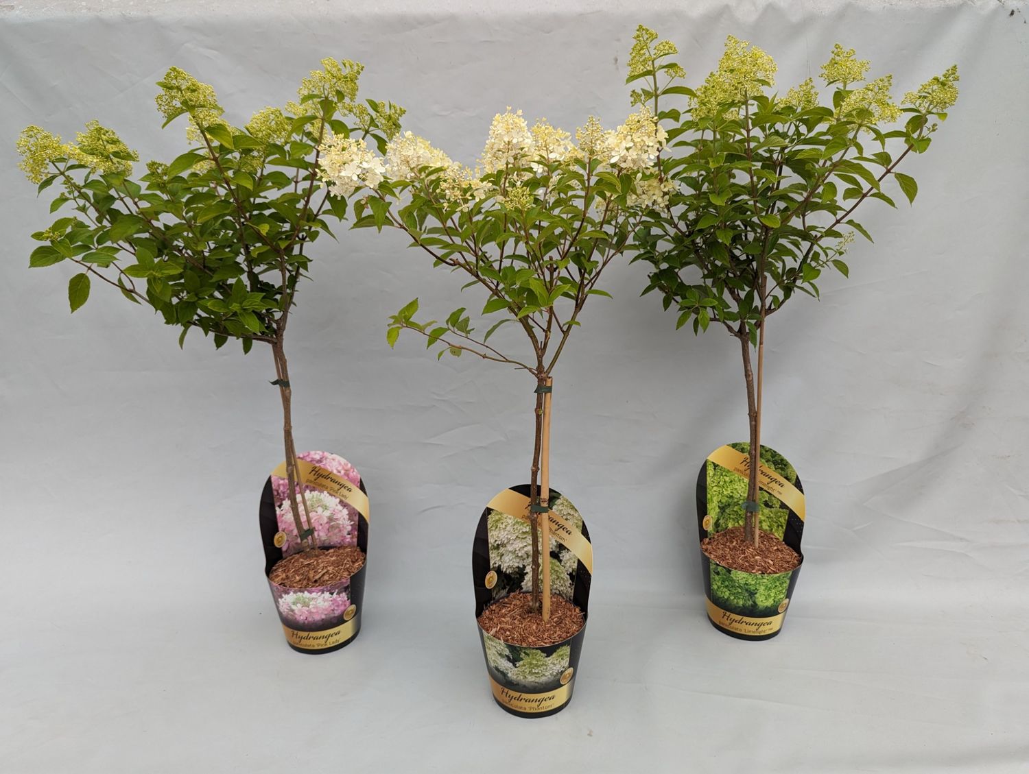 Hydrangea paniculata MIX — Toptan Bitki Satışı FlorAccess