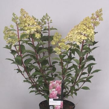 Hydrangea paniculata VANILLE FRAISE