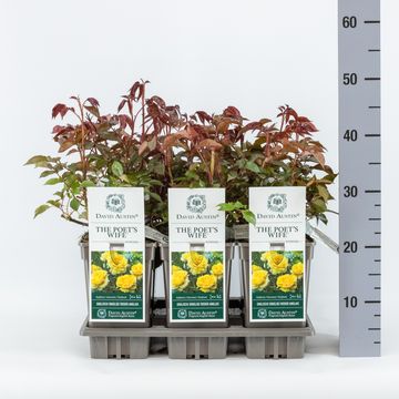 Роза THE POET'S WIFE