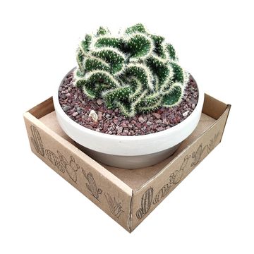 Opuntia cylindrica cristata