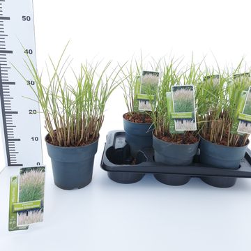 Miscanthus sinensis 'Kleine Silberspinne'