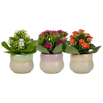 Kalanchoe blossfeldiana MIX