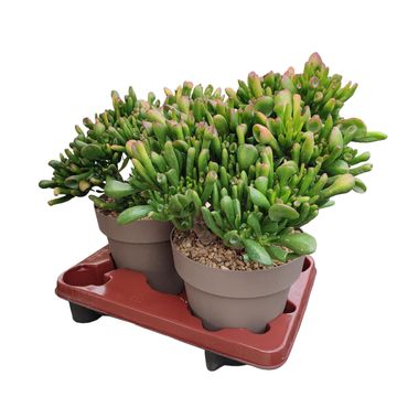 Crassula ovata 'Hobbit'