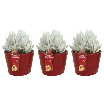 Senecio haworthii 'Mont Blanc'