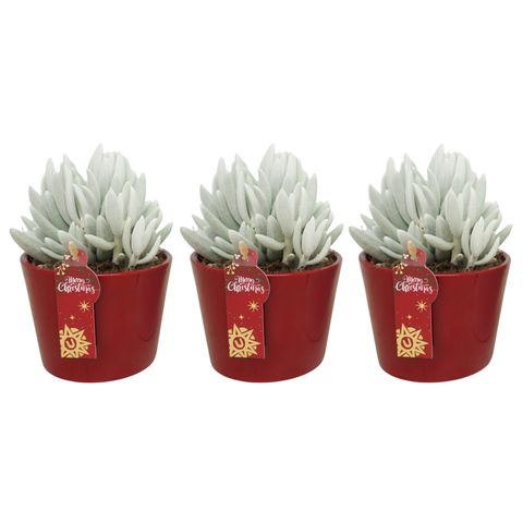 Senecio haworthii 'Mont Blanc'