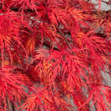 Acer palmatum 'Emerald Lace'