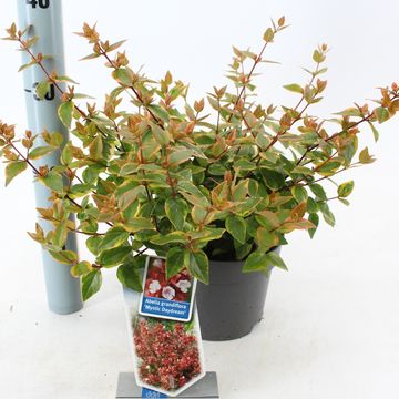 Abelia x grandiflora MYSTIC DAYDREAM