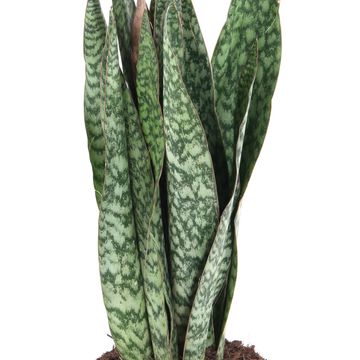 Sansevieria 'Sauvage'