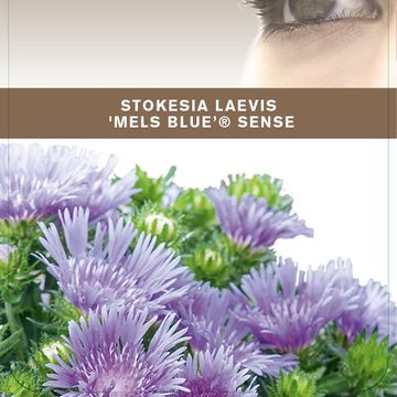 Stokesia laevis 'Mels Blue'