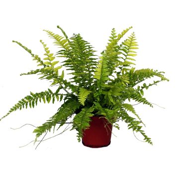 Nephrolepis exaltata 'Tiger Fern'