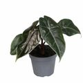 Alocasia longiloba 'Purple Vain'