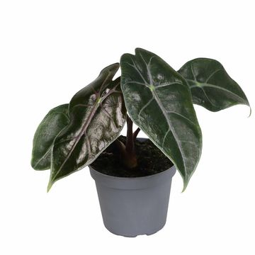 Alocasia longiloba 'Purple Vain'