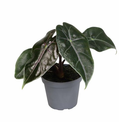 Alocasia longiloba 'Purple Vain'