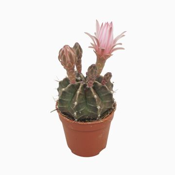 Gymnocalycium mihanovichii MIX