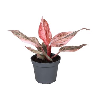 Philodendron 'Fire Phoenix'