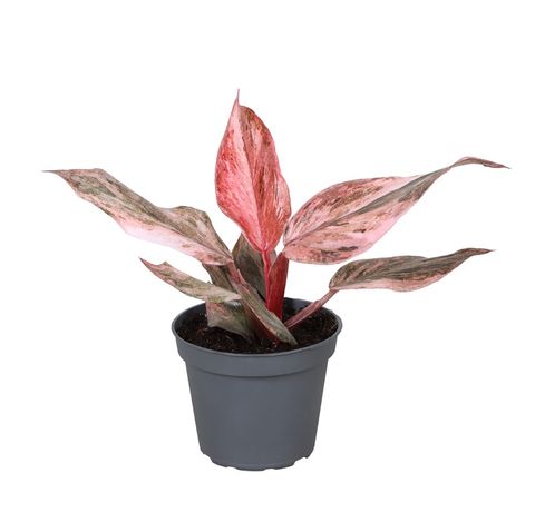 Philodendron 'Fire Phoenix'