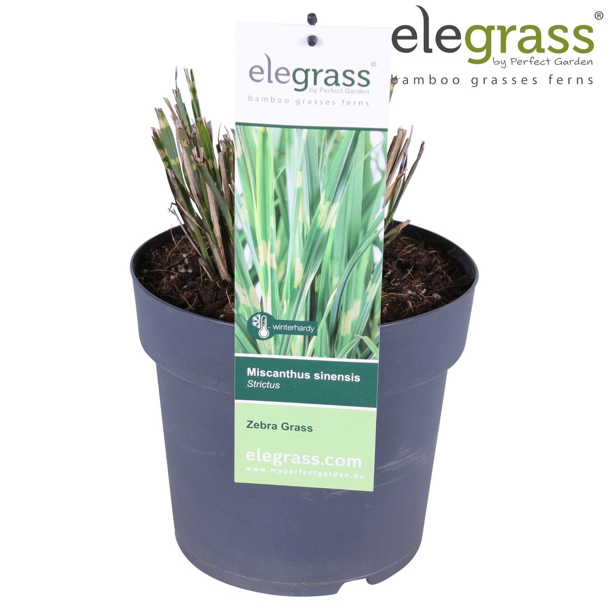 Miscanthus sinensis &amp;#39;Strictus&amp;#39; — Groothandel in planten FlorAccess