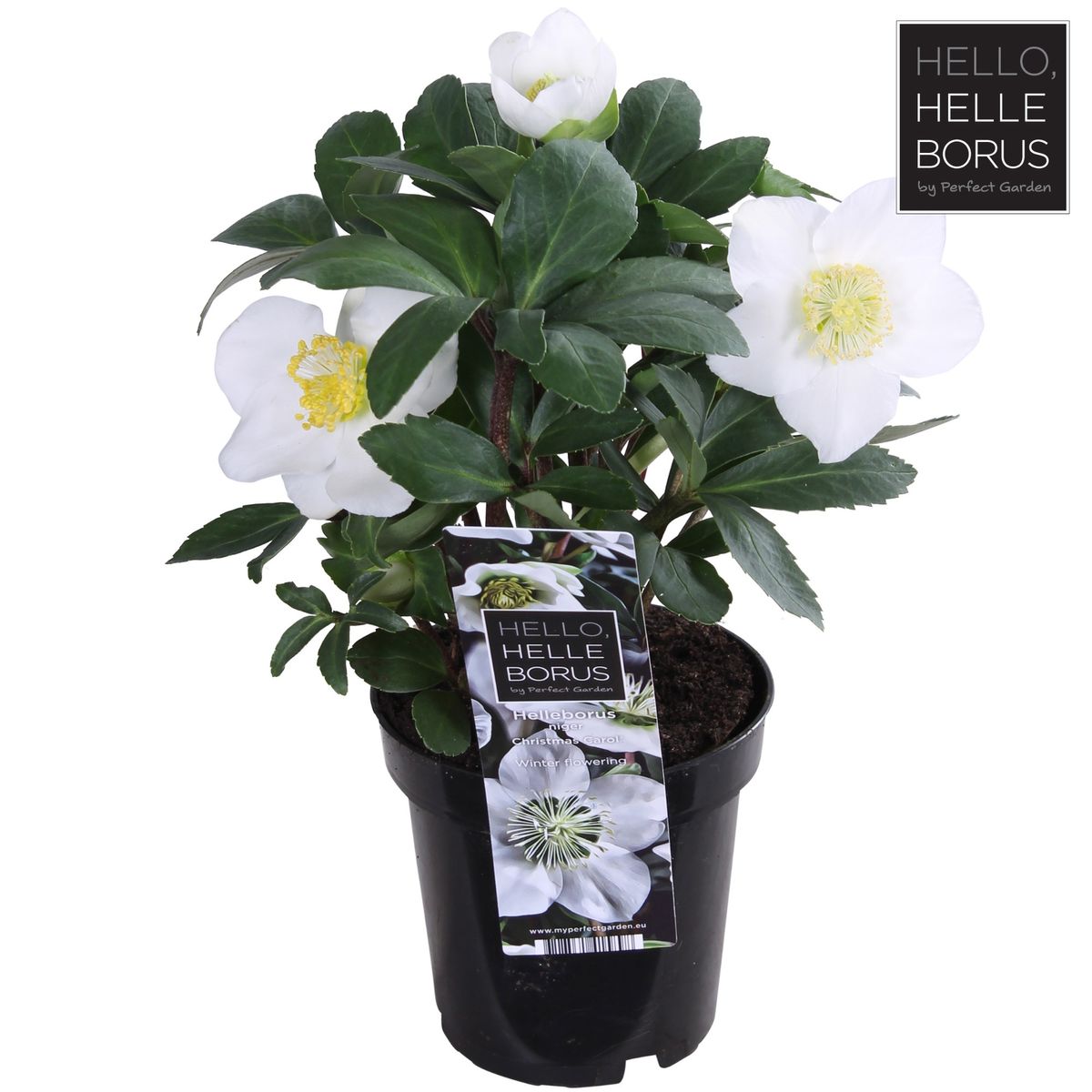 Rose De Noël (Helleborus niger) 'Christmas Carol'