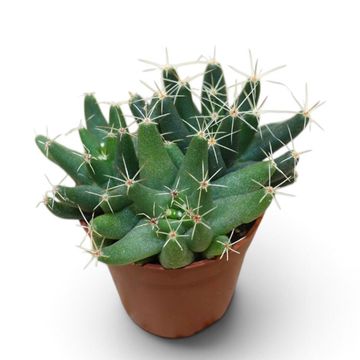 Escobaria missouriensis