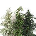 Ficus MIX