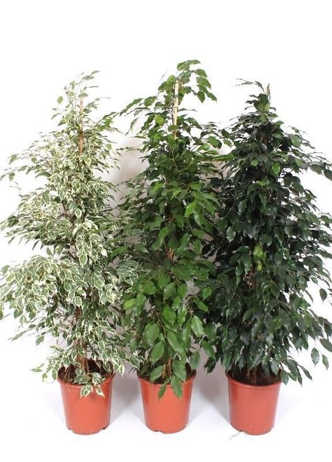 Ficus MIX