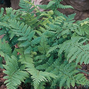 Dryopteris affinis