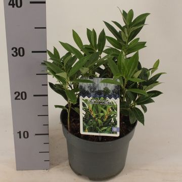 Sarcococca hookeriana FRAGRANT MOUNTAIN