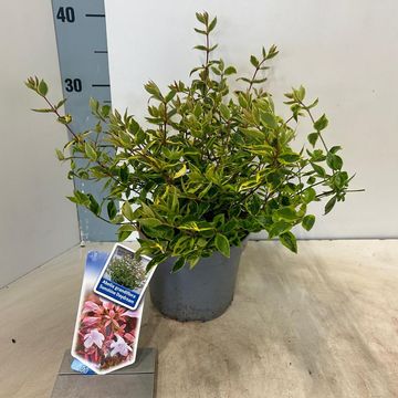 Abelia x grandiflora SUNSHINE DAYDREAM