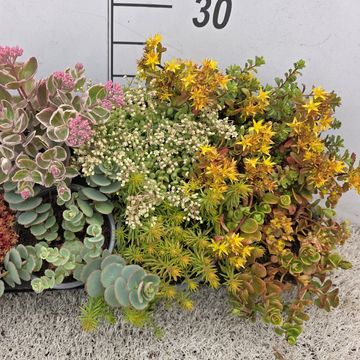 Sedum MIX