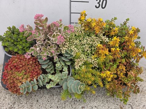 Sedum MIX