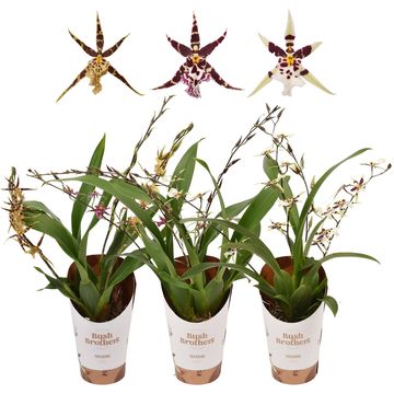 Oncidium TITANIUM TREASURE