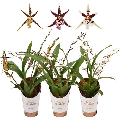 Oncidium TITANIUM TREASURE