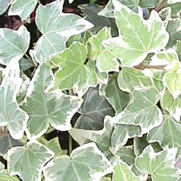 Hedera helix 'Eva'