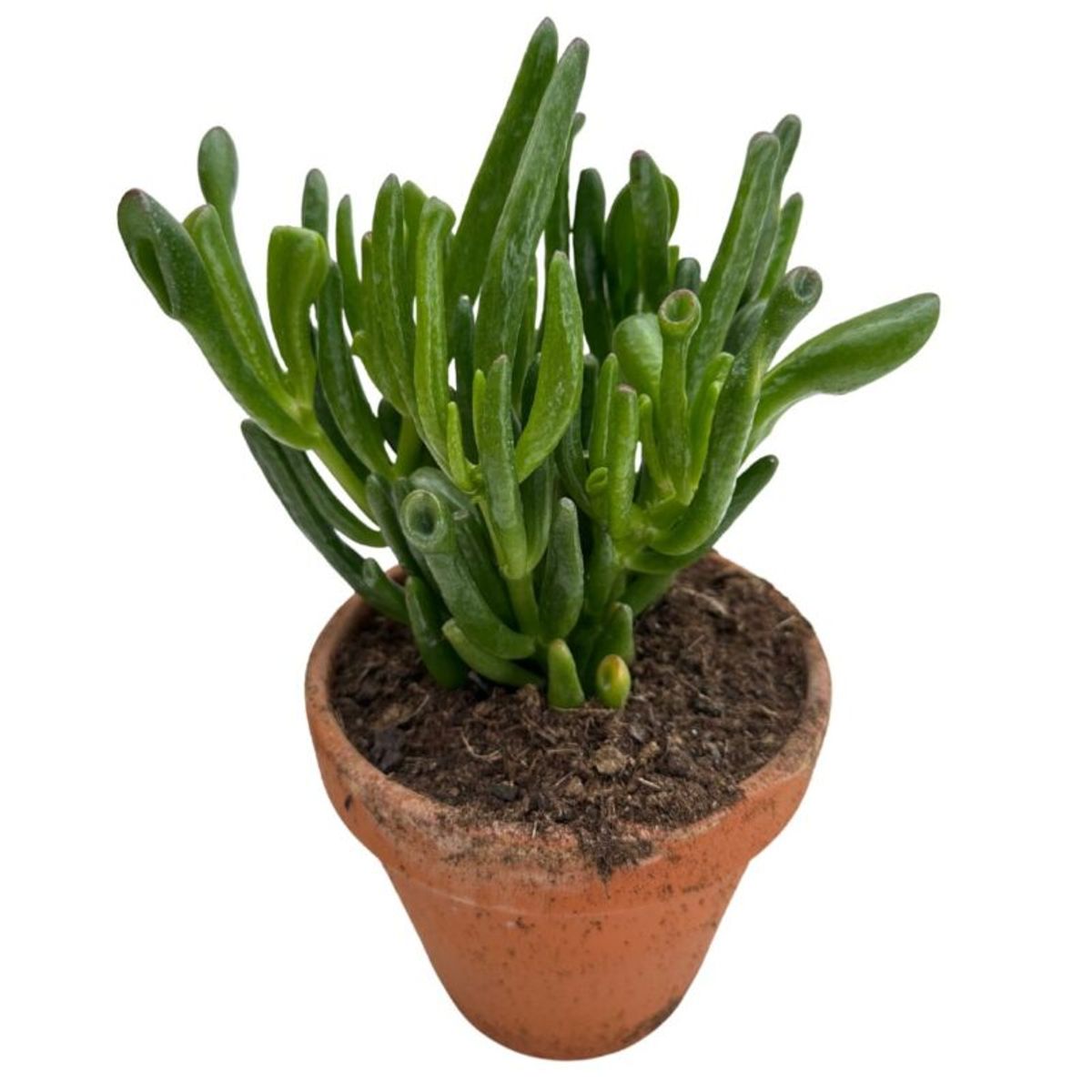 Crassula Colorata — Plant Wholesale Floraccess