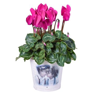Cyclamen persicum SUPER SERIE S ALLURE MIX